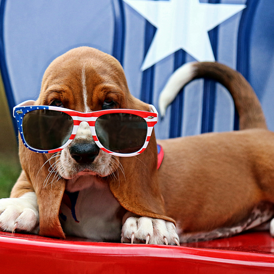 Dog wearing a harness outdoors during July 4th celebrations