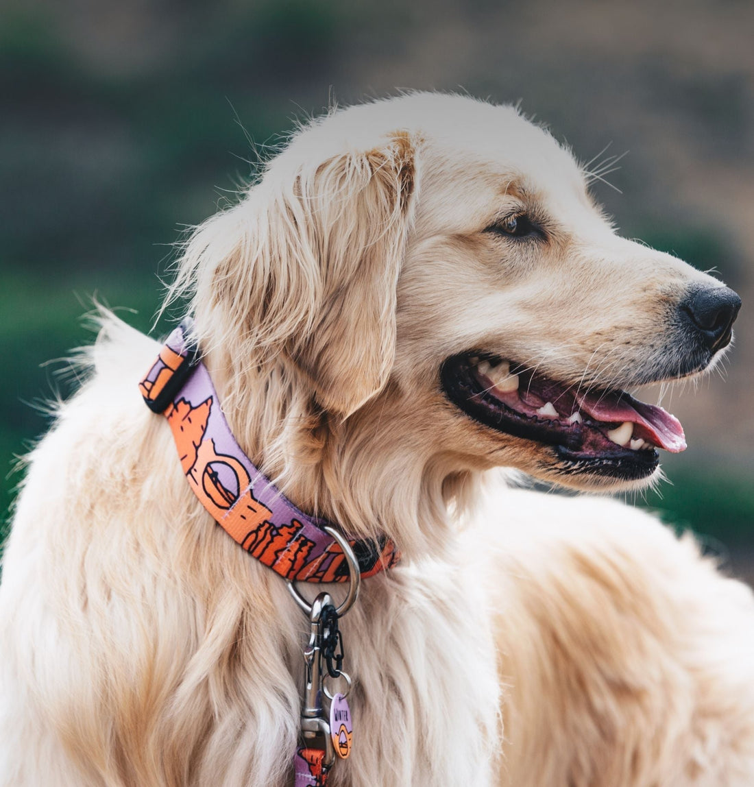 Metal vs Plastic Dog Collar Buckles: Why Wildside Handmade Dog Collars is More Durable Than You Think