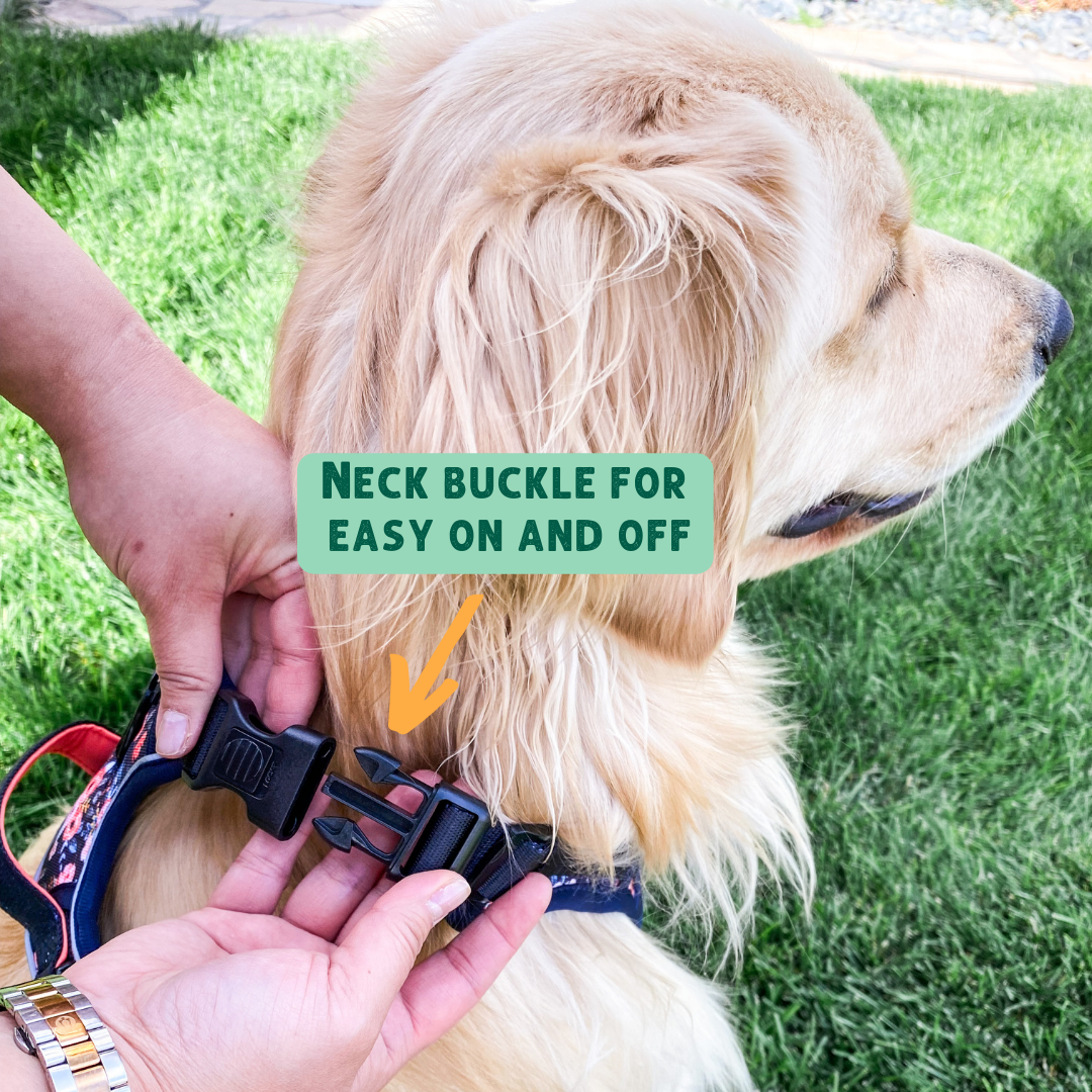yellow dog getting a harness put on and off, durable dog harness being put on a large dog