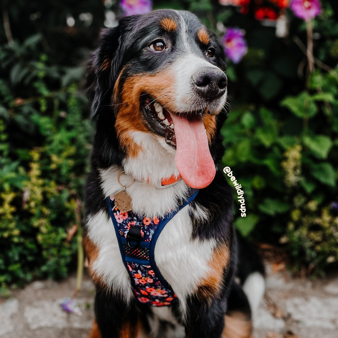 bernese mountain dog in floral harness, best dog harness, XL dog harness, Dog harness XL