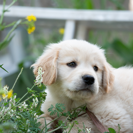 Preparing for Your New Puppy: Essentials and Day One Guide