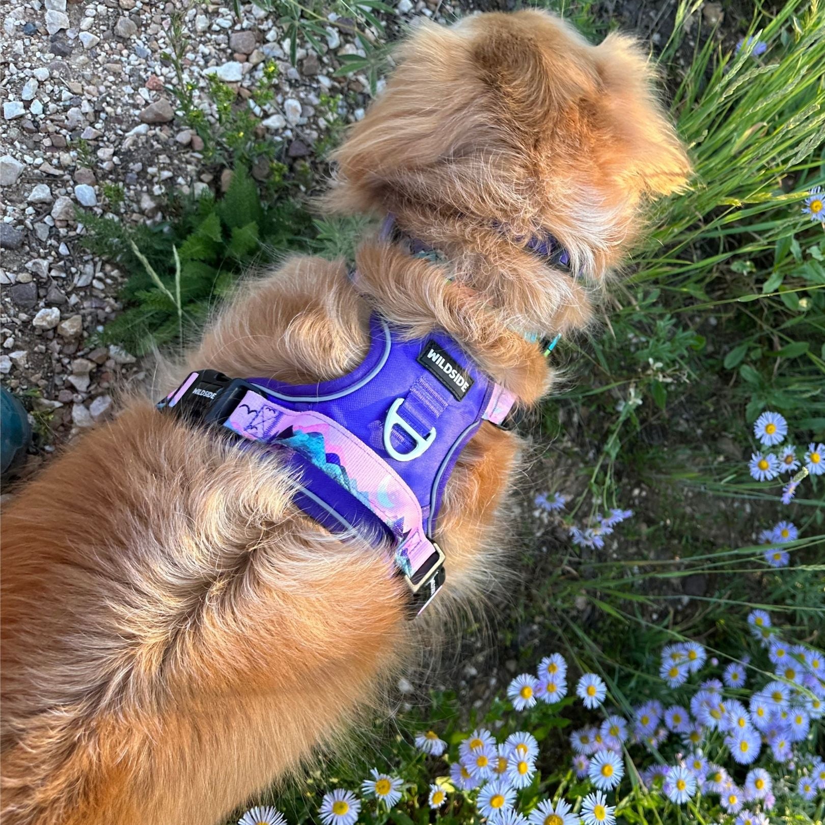 Step by Step Guide To Fitting A Dog Harness Wildside Dog Gear step-by-step-guide-to-fitting-a-dog-harness-wildside-dog-gear