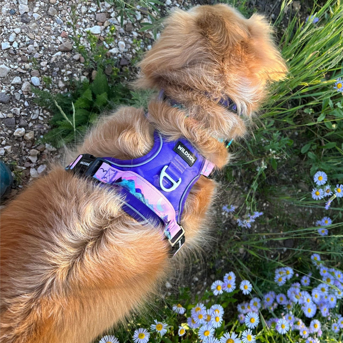 Step-by-Step Guide to Fitting a Dog Harness