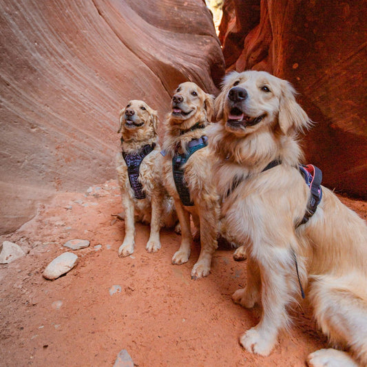 Hiking with Dogs in National Parks: Your Ultimate Guide
