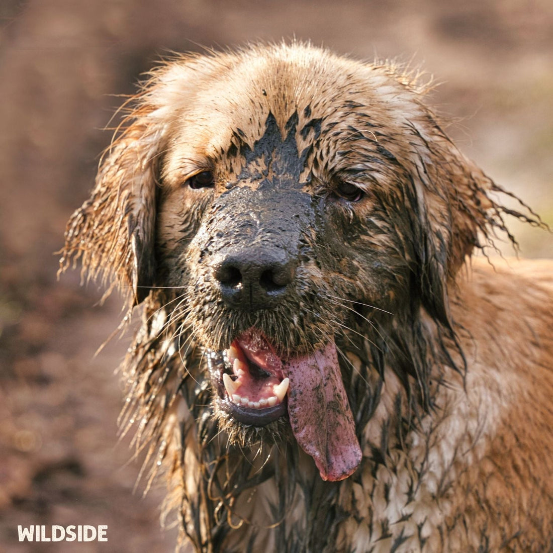 dog in mude, dog in poop, dog rolled in dog poop