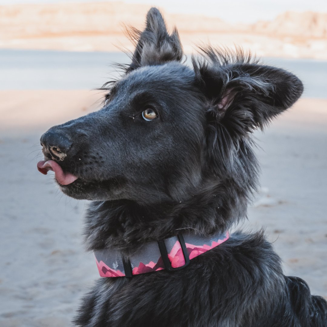 blue Shepard dog in pink mountain dog collar in the sand dunes