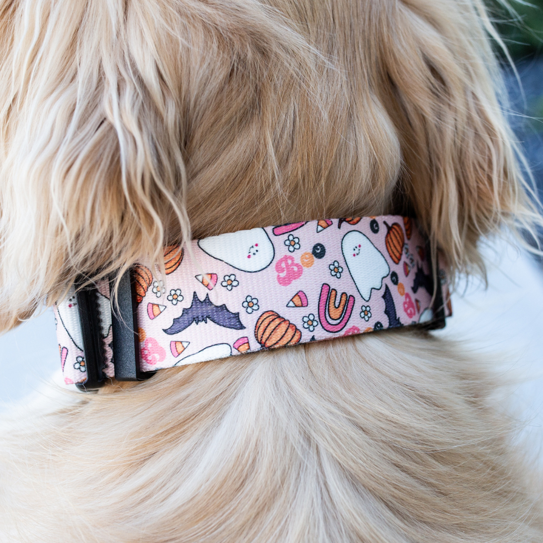 Halloween and fall dog collar on a Golden Retriever, featuring a cute pink spooky print