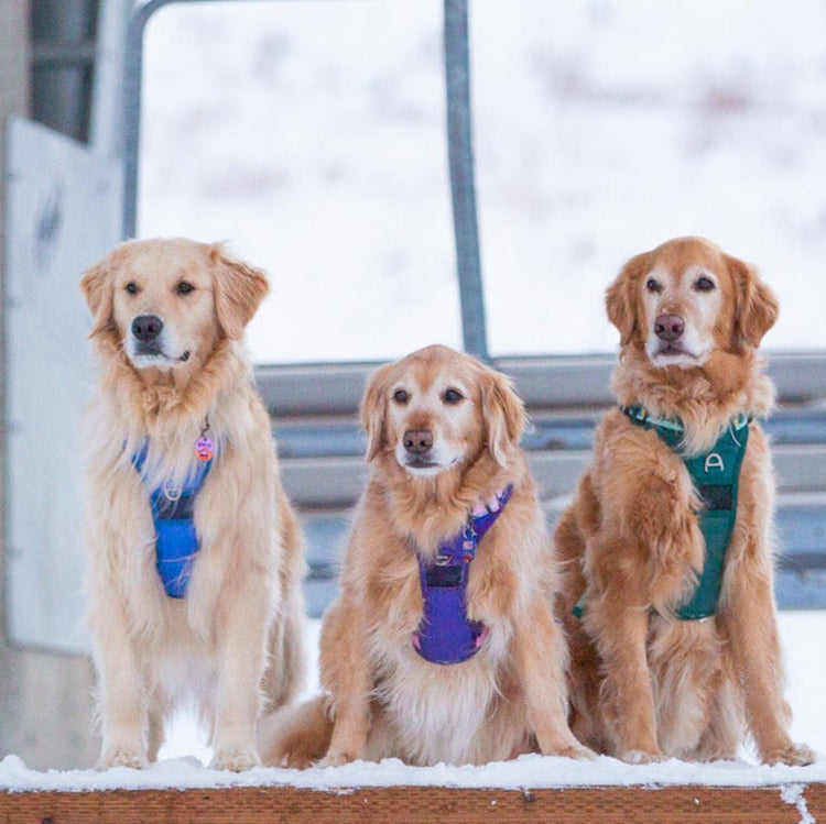 powder mountain ski resort, snow dogs, golden retriever in snow at ski lift, golden retrievers in harness, large dogs in harness 