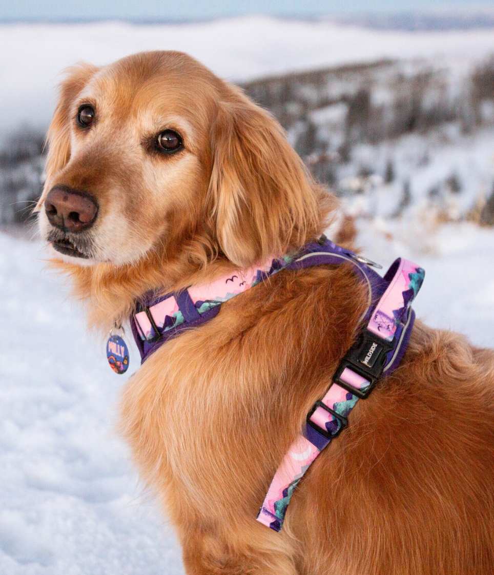 dog harness with handle for large dogs, bear dog harness, puppy harness with handle