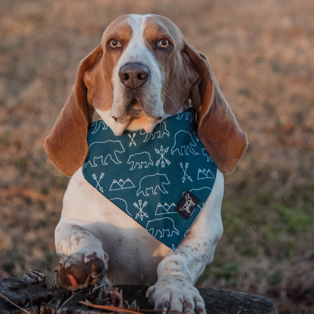 bassett hound in teal dog bandana in grass field during sunset