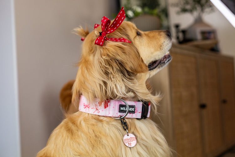 cute valentines day dog collar, pink bow dog collar, golden retriever in wide dog collar
