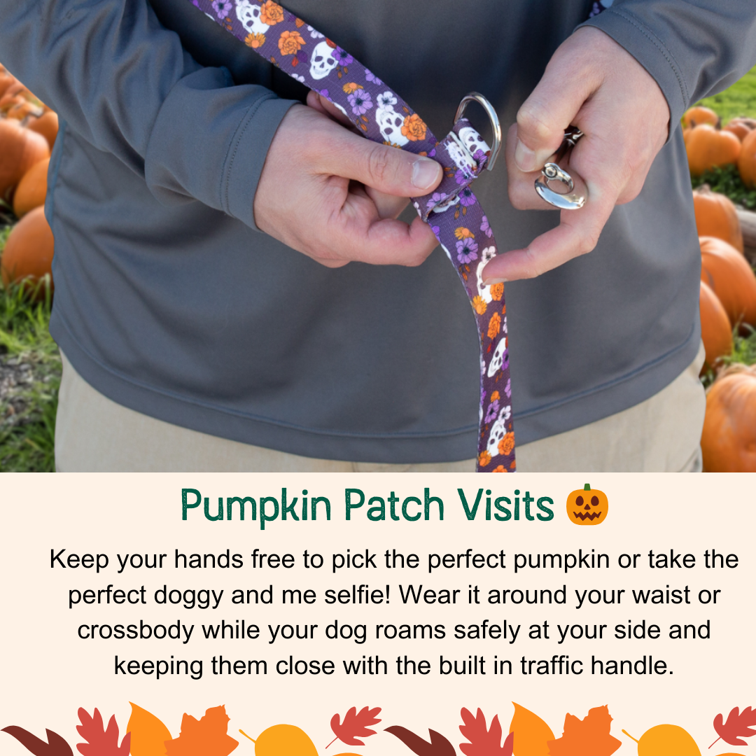 Best Hands-Free Leash with Traffic Handle