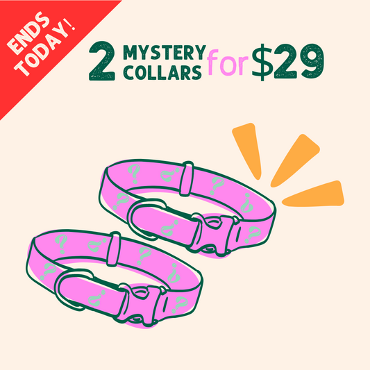 2 Mystery Collars for $29 + Free Gift *ALMOST SOLD OUT