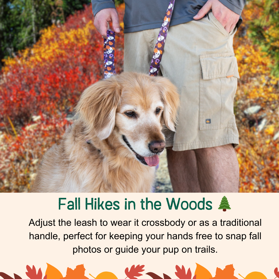Best Hands-Free Leash with Traffic Handle