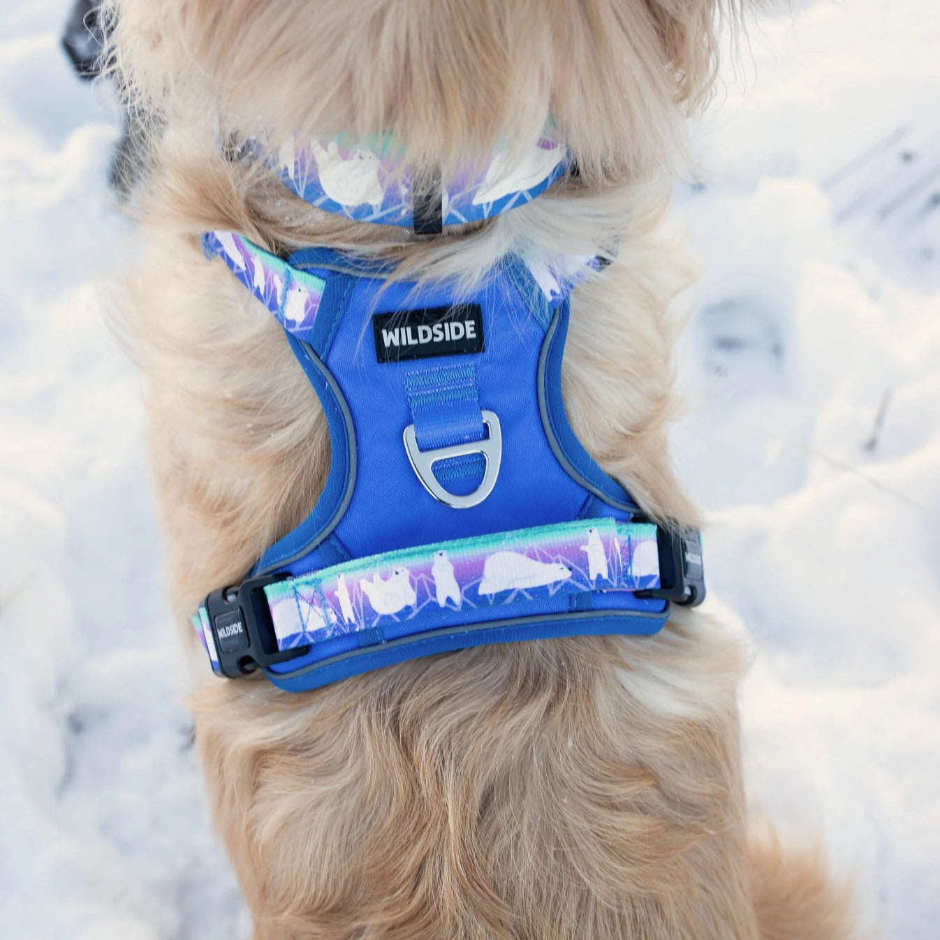 Aurora Polar Bear Harness Collar and Leash Set | Adventure Walk Set