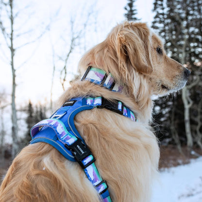 Aurora Polar Bear Harness Collar and Leash Set | Adventure Walk Set