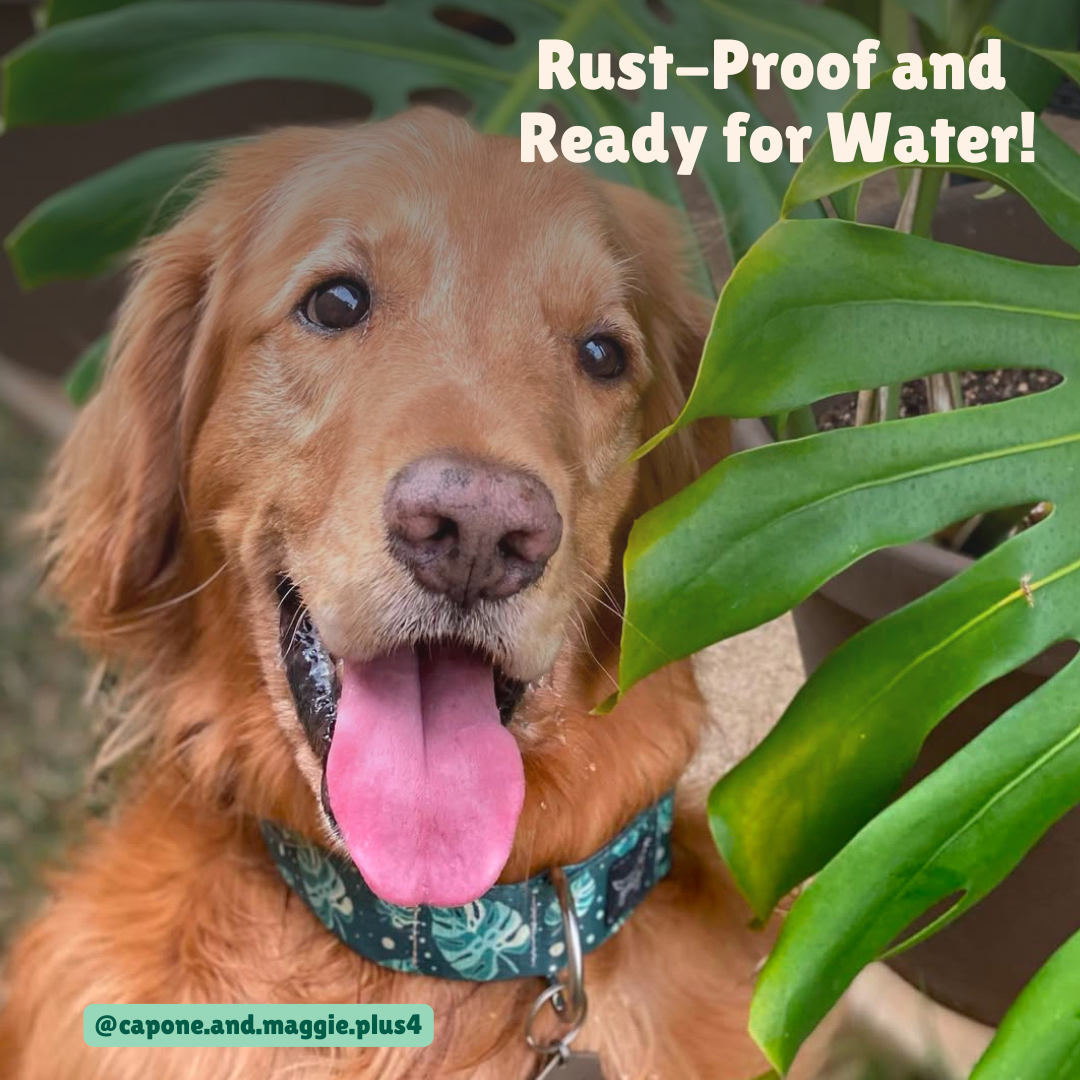 Pool Pawty Floaties Lightweight Rust Proof Dog Collar - only 2 left!