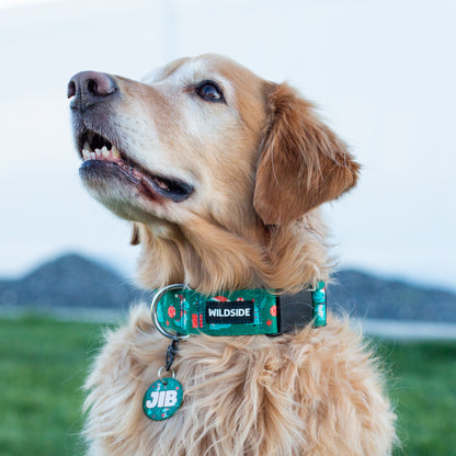 Dino Christmas Dog Collar – Durable, Rust-Proof & Adventure-Ready