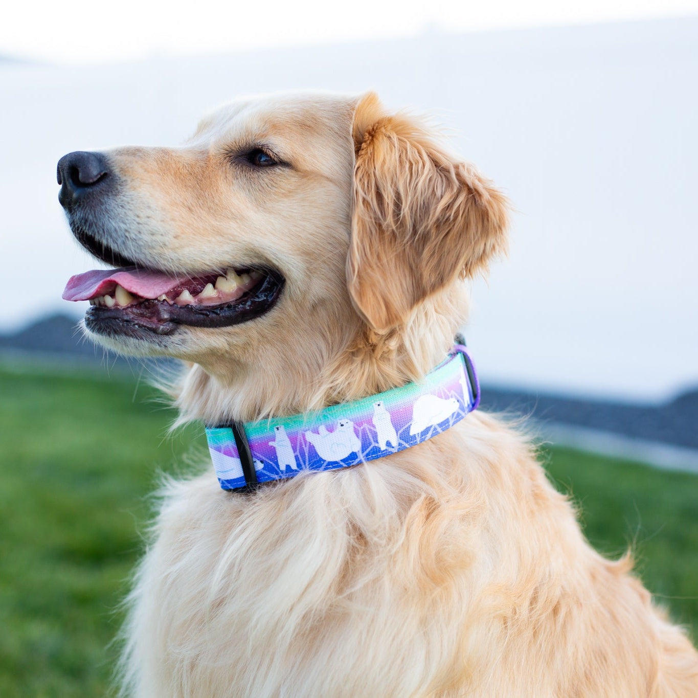 cute dog collar for large dog, wide dog collar, thick dog collar, holiday dog collar, polar bear dog collar, ombre dog collar, lavender dog collar
