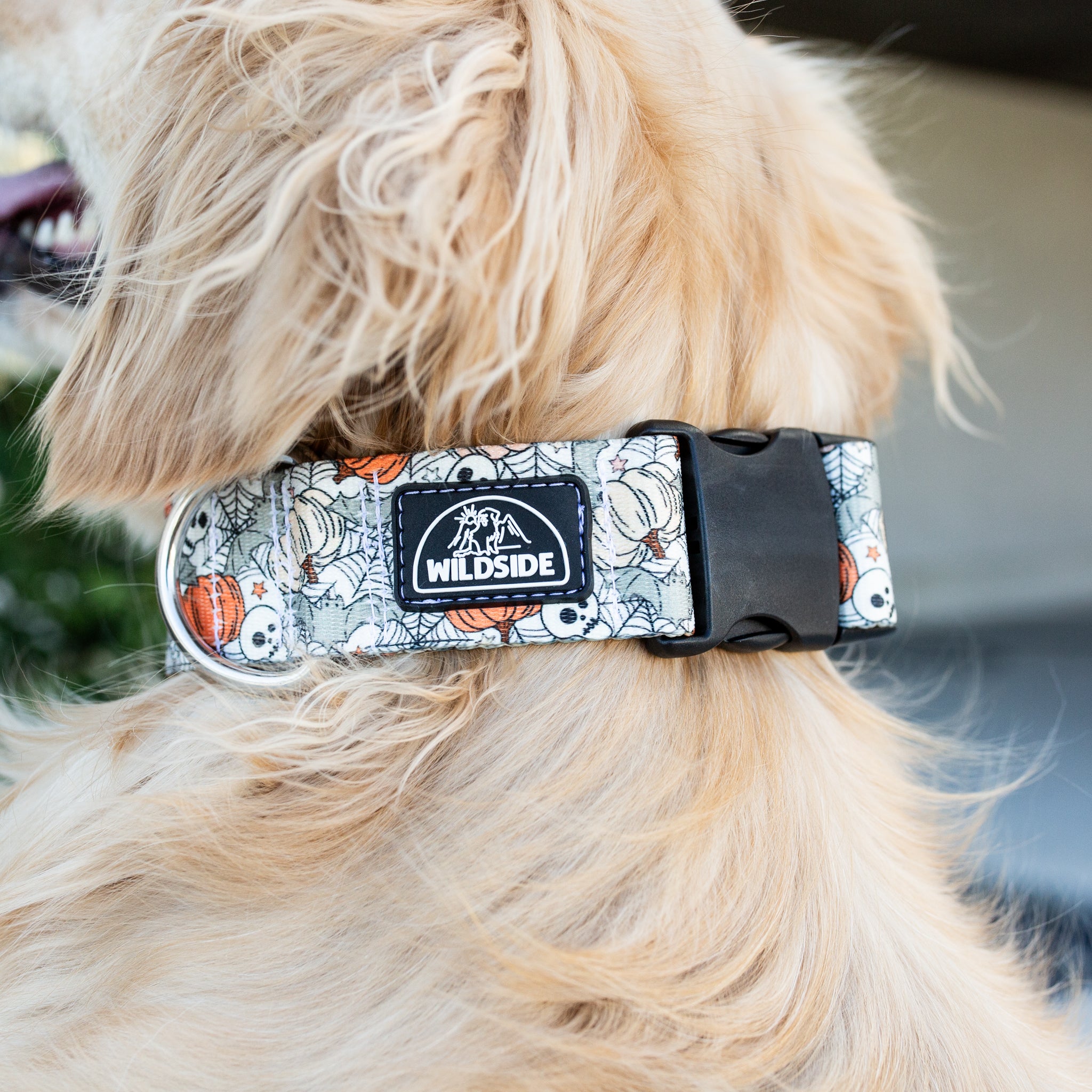 Cute fall dog collar with orange pumpkins and bats design