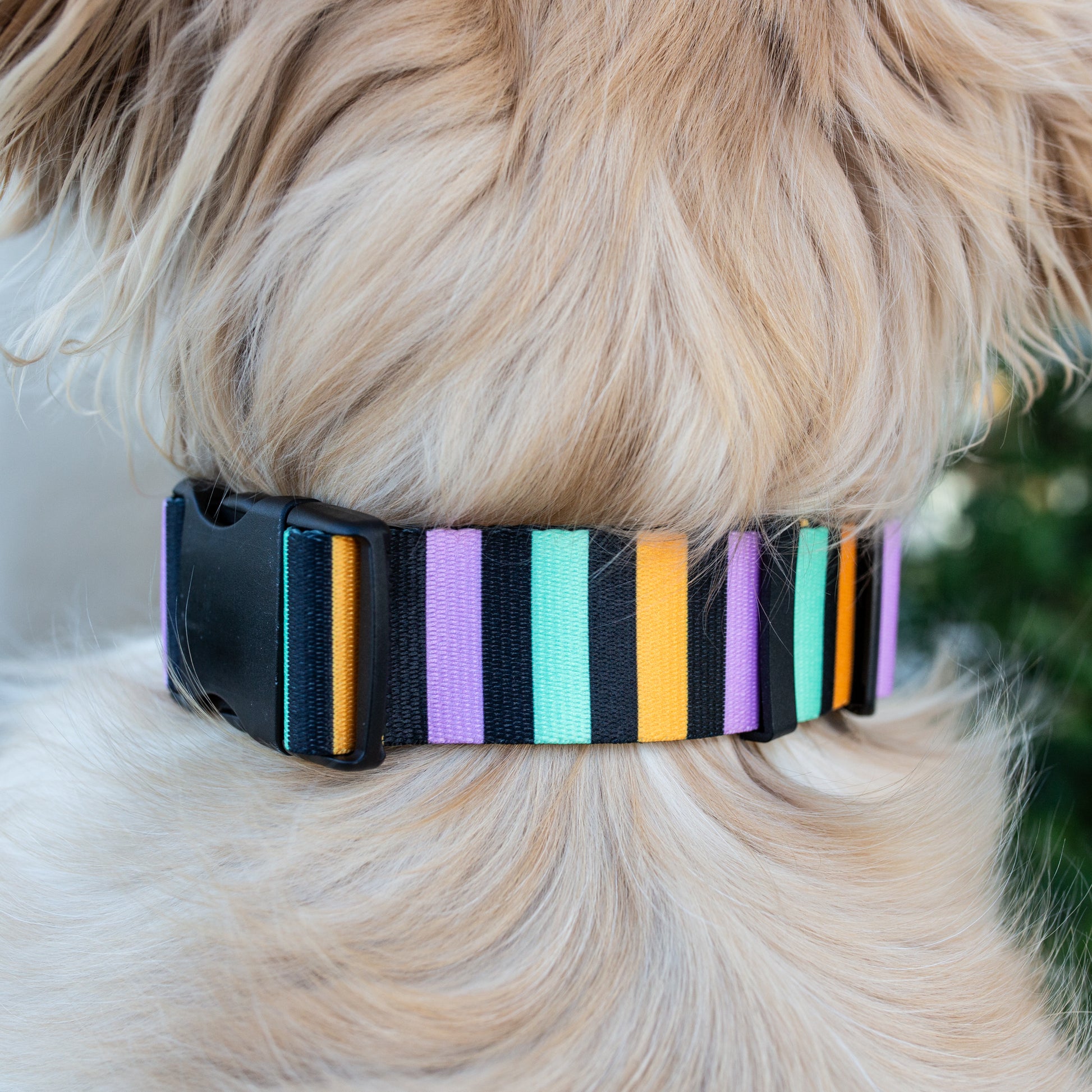 Durable striped dog collar with lightweight black buckle and stainless steel D-ring