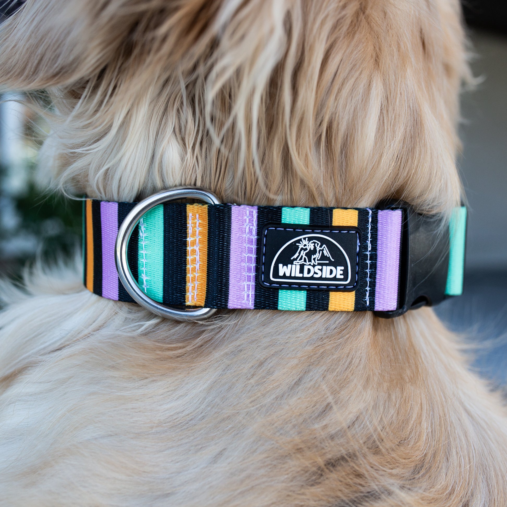 Festive Halloween dog collar with purple, green, and orange stripe design