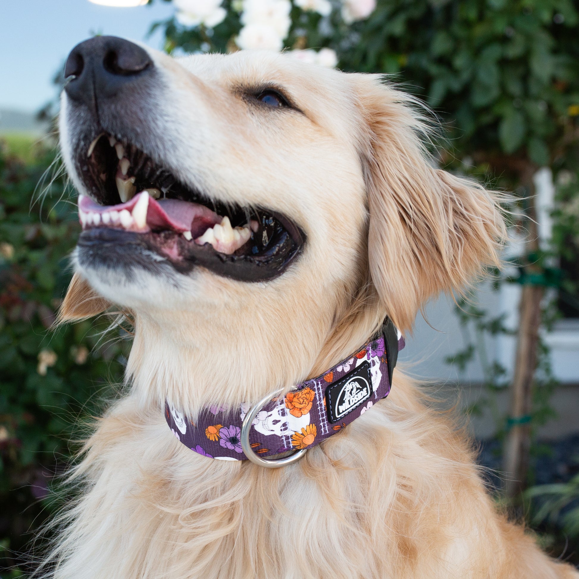 Adjustable rust-proof floral skull collar for dogs