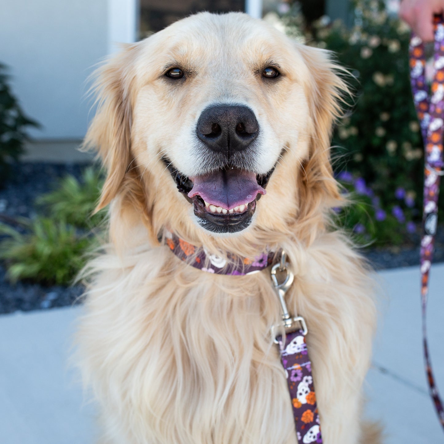 Skully Garden Rust Proof Dog Collar Dog Collar
