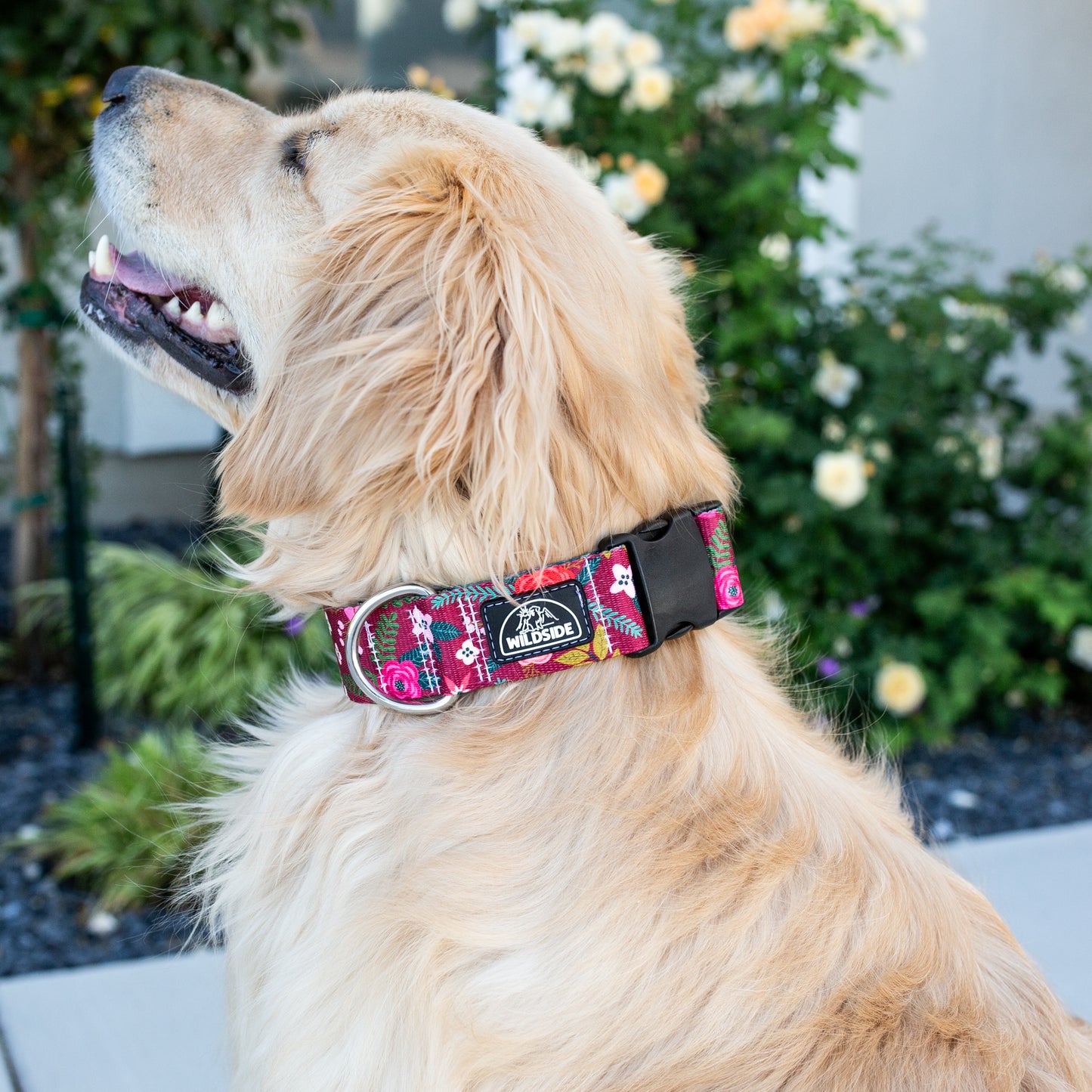 Autumn Blossom Rust Proof Dog Collar Dog Collar (Story Flash Sale)