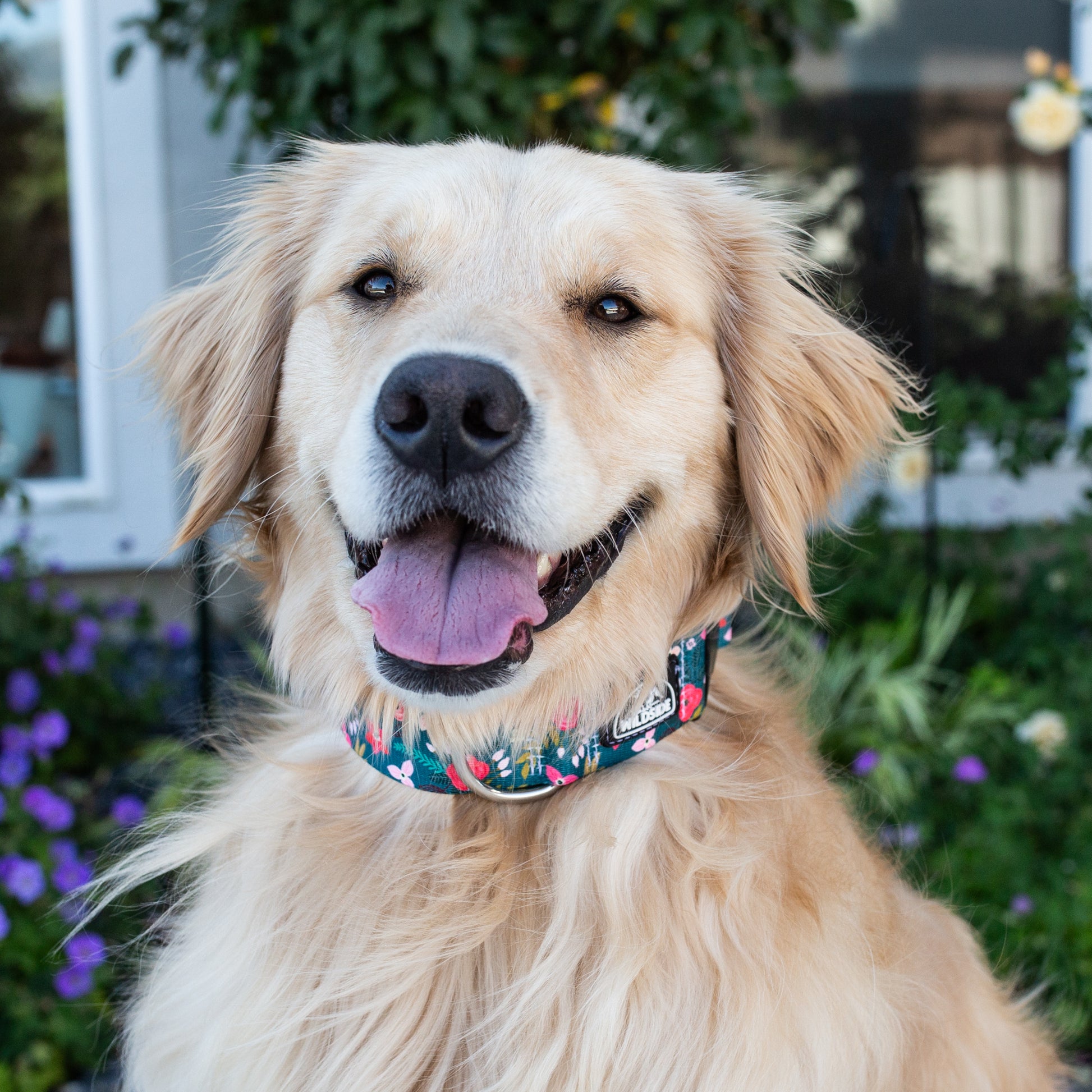 Teal holiday floral dog collar with rust-proof hardware