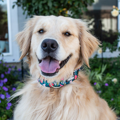 Teal holiday floral dog collar with rust-proof hardware