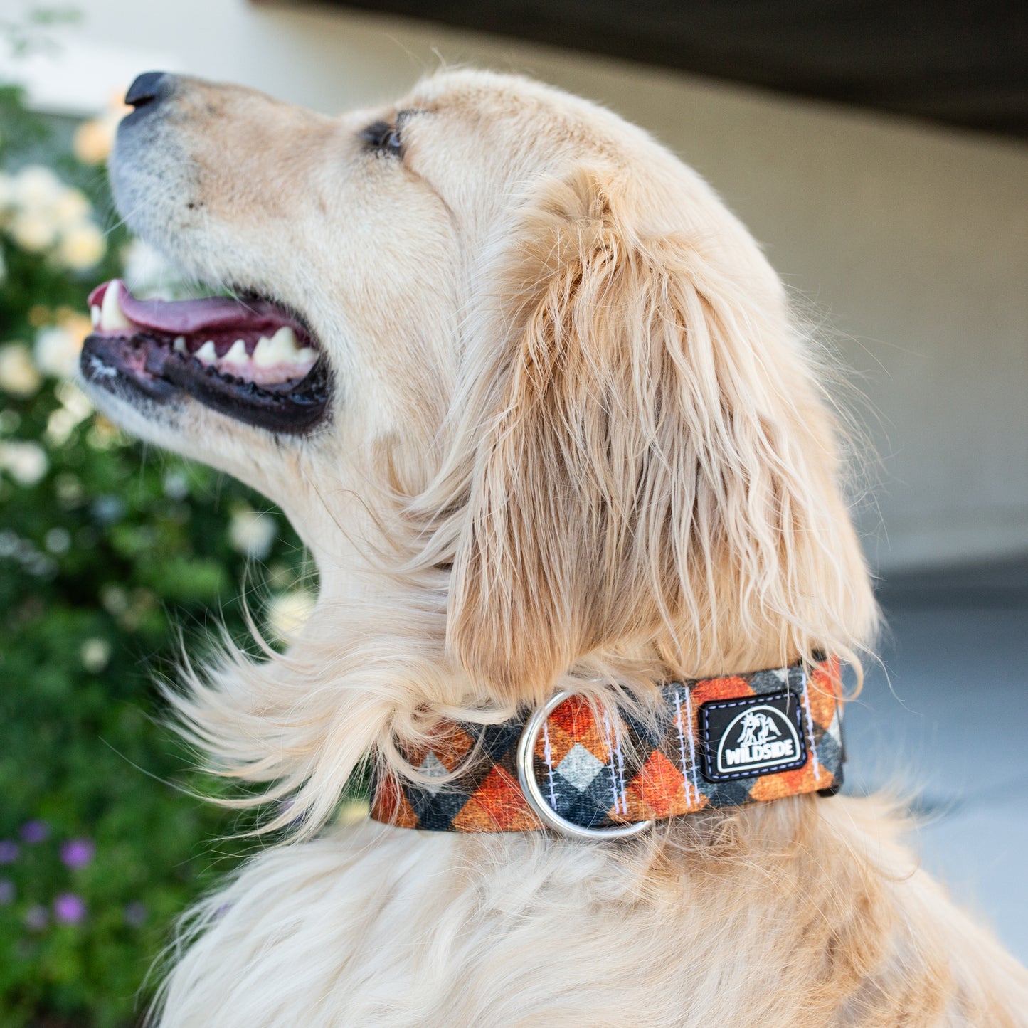 Fireside Flannel  Rust Proof Dog Collar