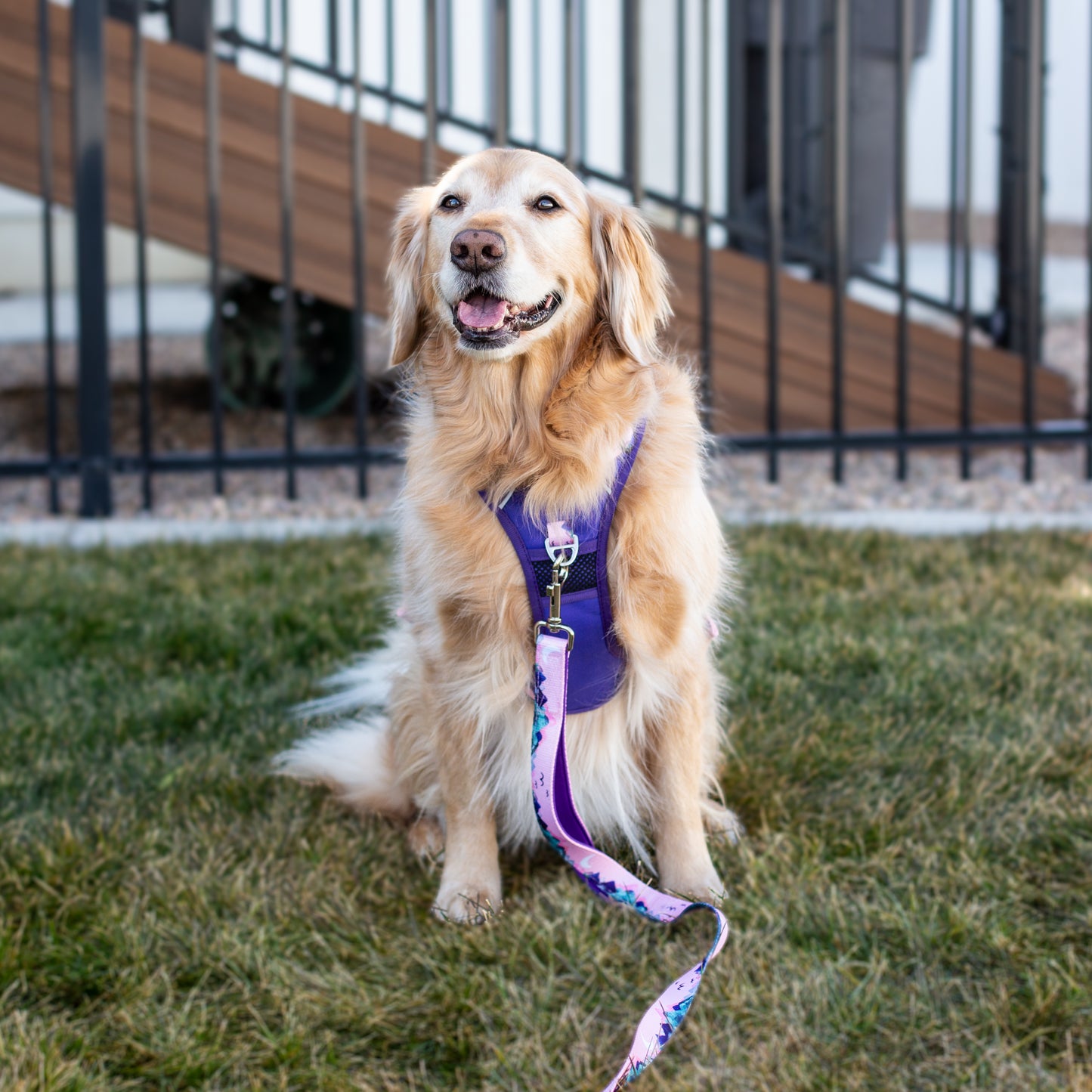 Mt. Milly Dog Durable Harness & Leash Set