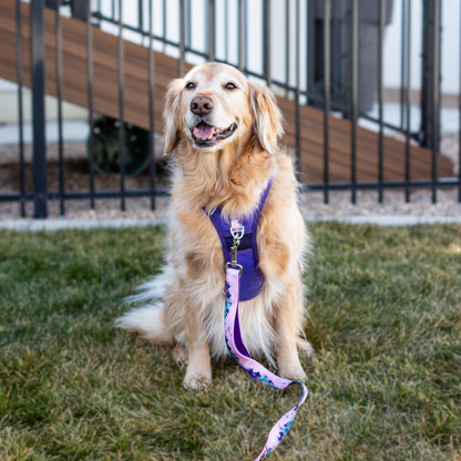 Mt. Milly Dog Durable Harness & Leash Set