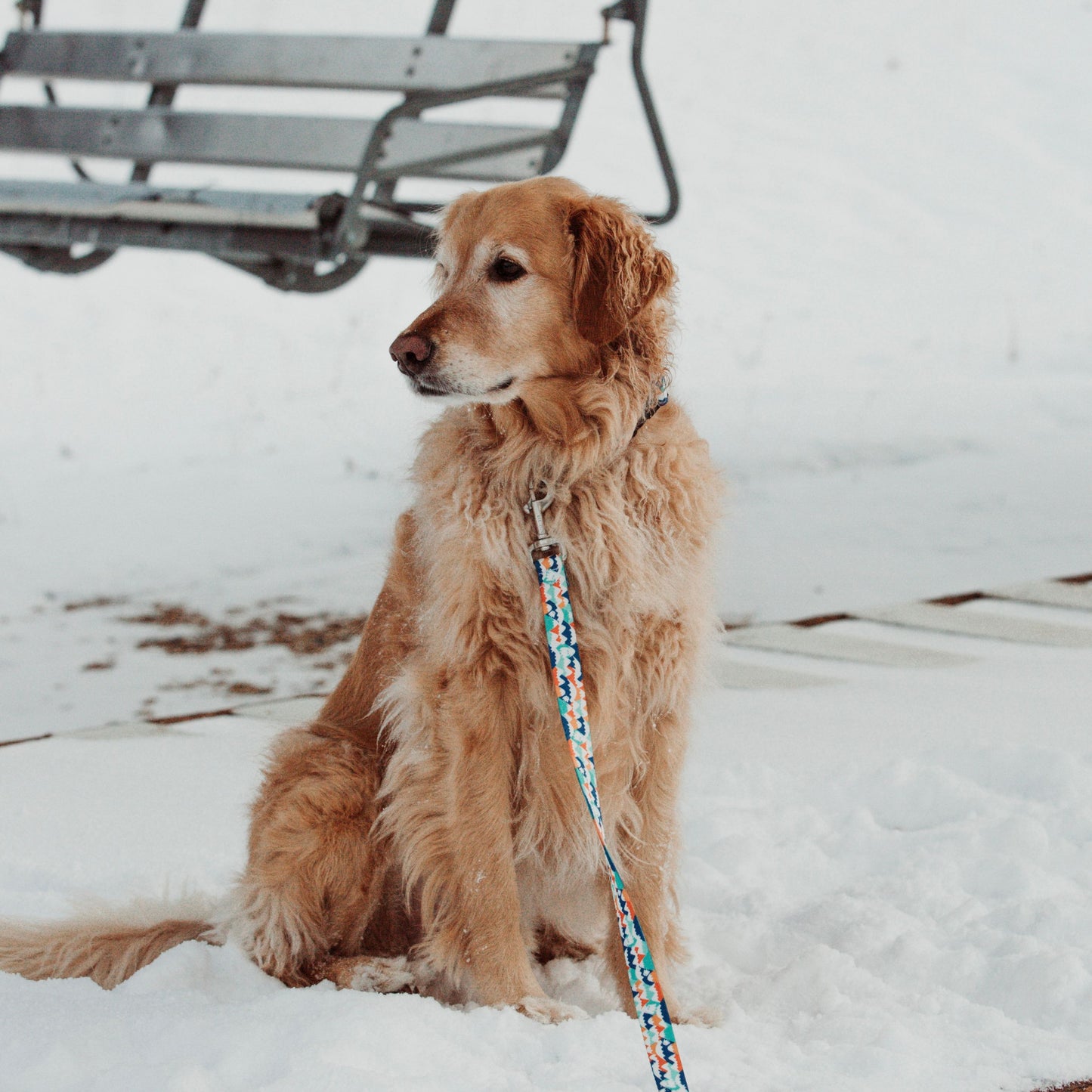 Blue Yeti Dog Collar and Leash Set (Rust Proof )