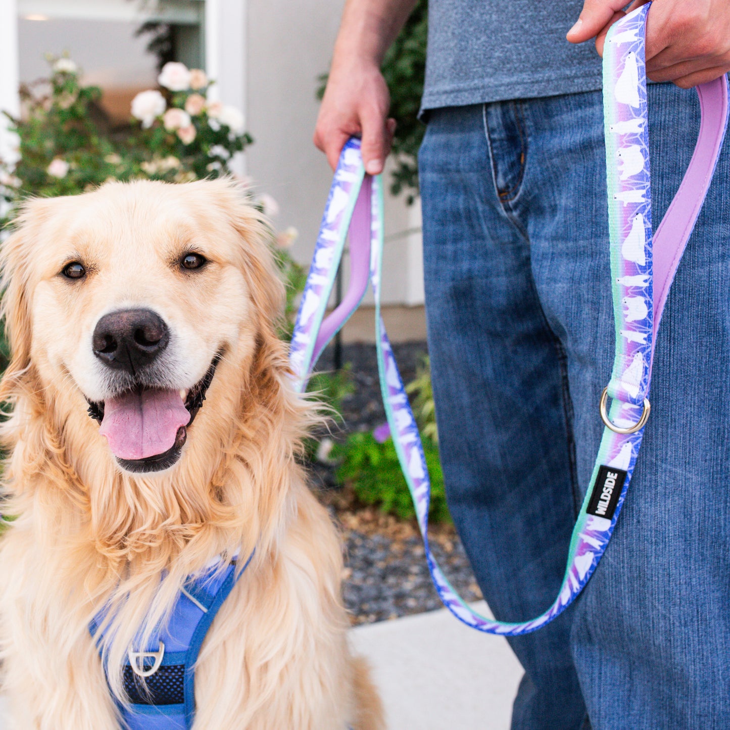 Aurora Polar Bear Harness Collar and Leash Set | Adventure Walk Set