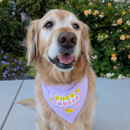 senior golden retriever in rose garden with light purple bandana 