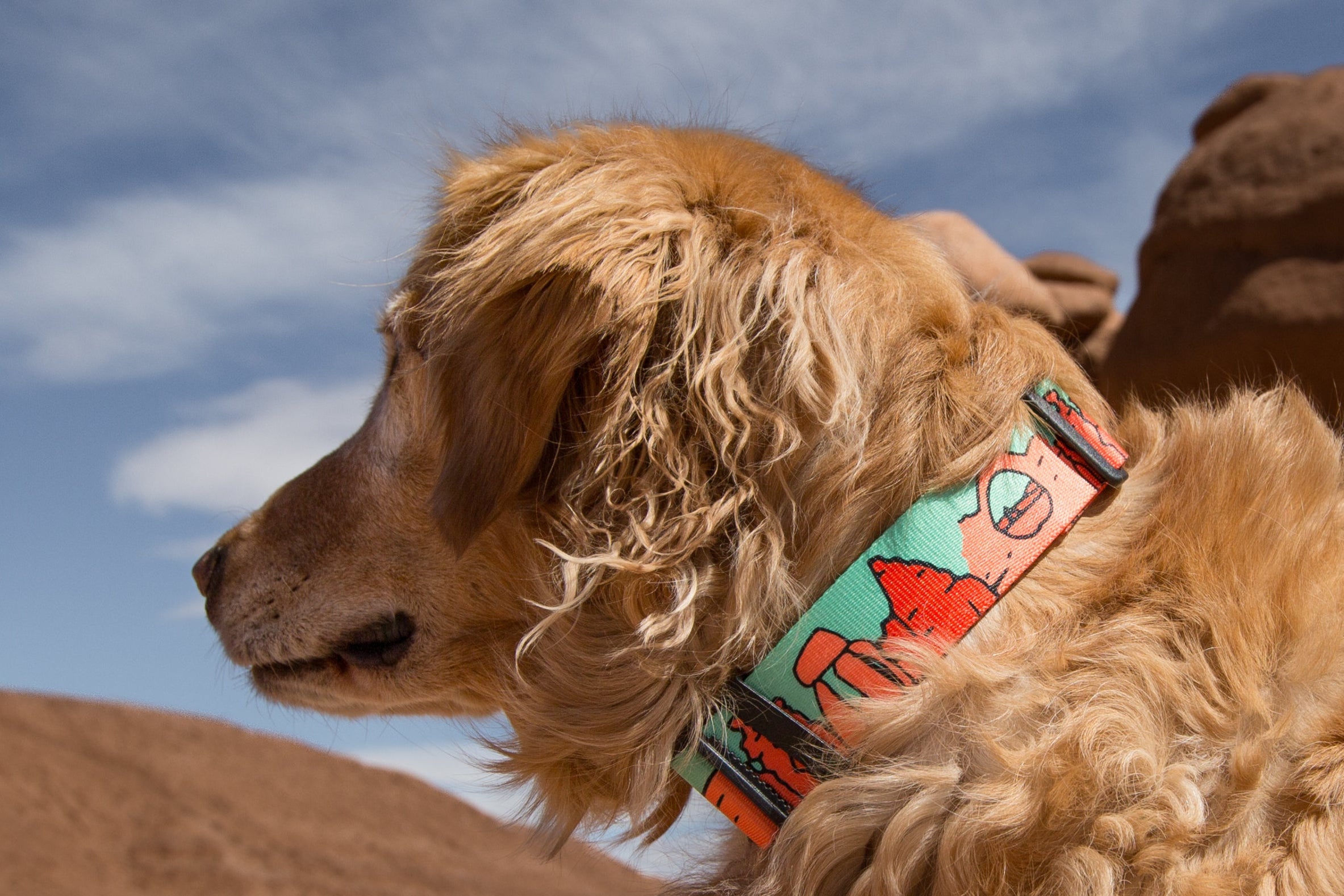 Dog with a colorful collar standing in a desert landscape with rocky formations.