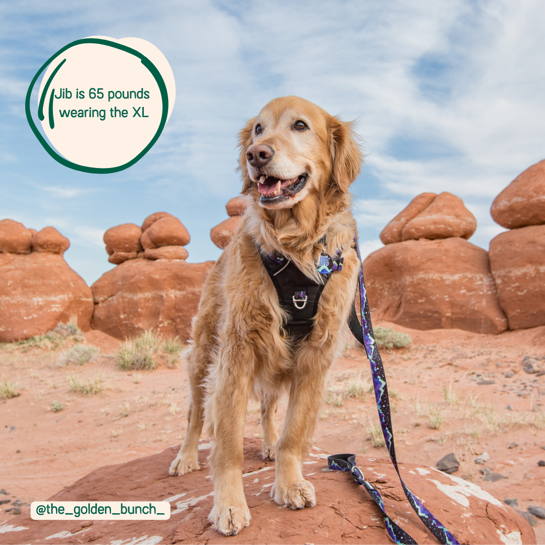 Best dog harness for running online
