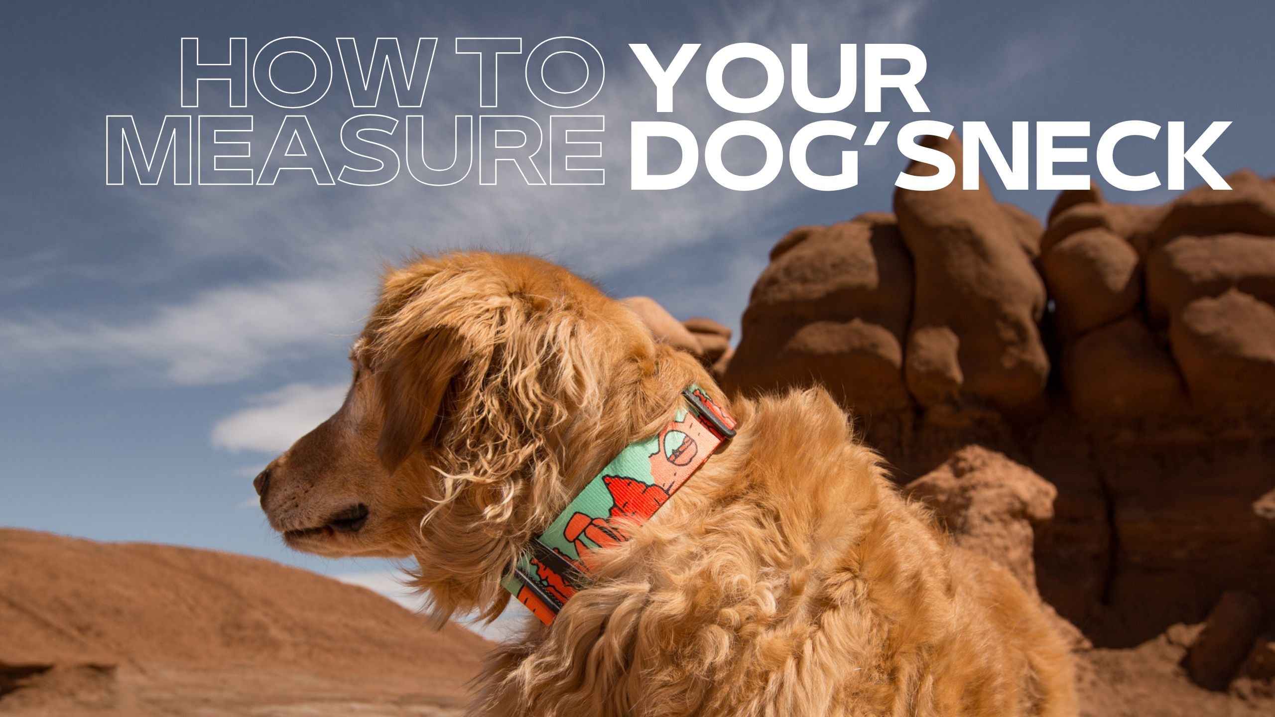 Load video: how to measure your dog for dog collar