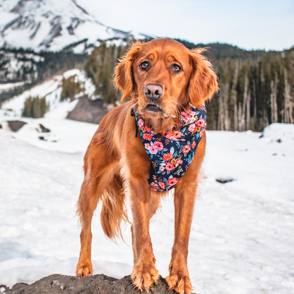 Wild Meadows Adventure Dog Bandana ( reversible bandana)