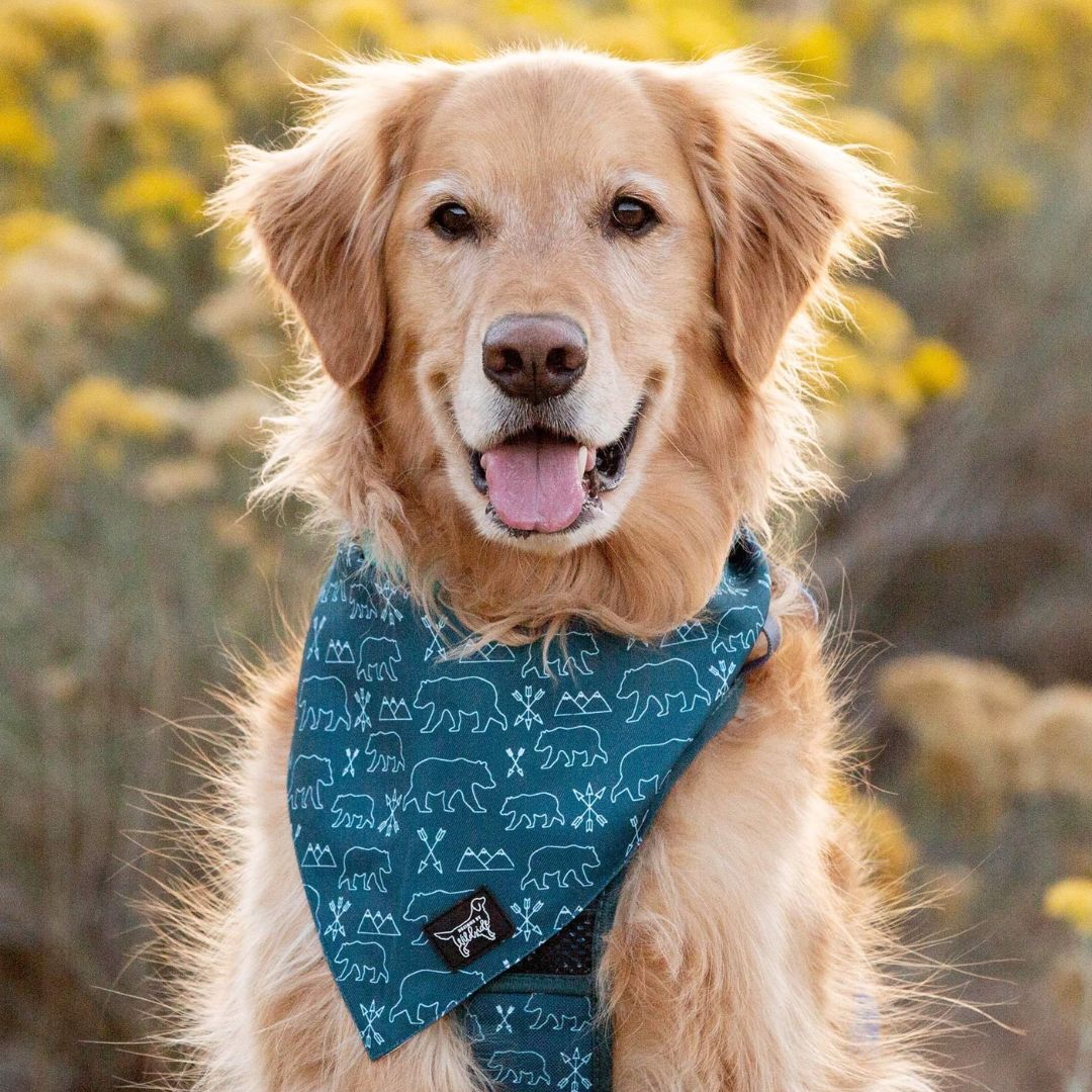 cute puppy bandana, bandana for dogs, cute dog bandana, durable dog bandana , dog in teal bandana, golden retriever in dog harness 