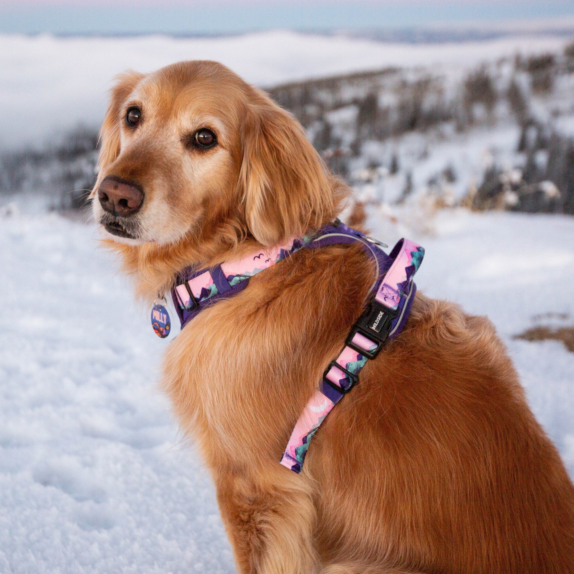 Adjustable Dog Harness for Small, Medium and Large Breeds โ Mt