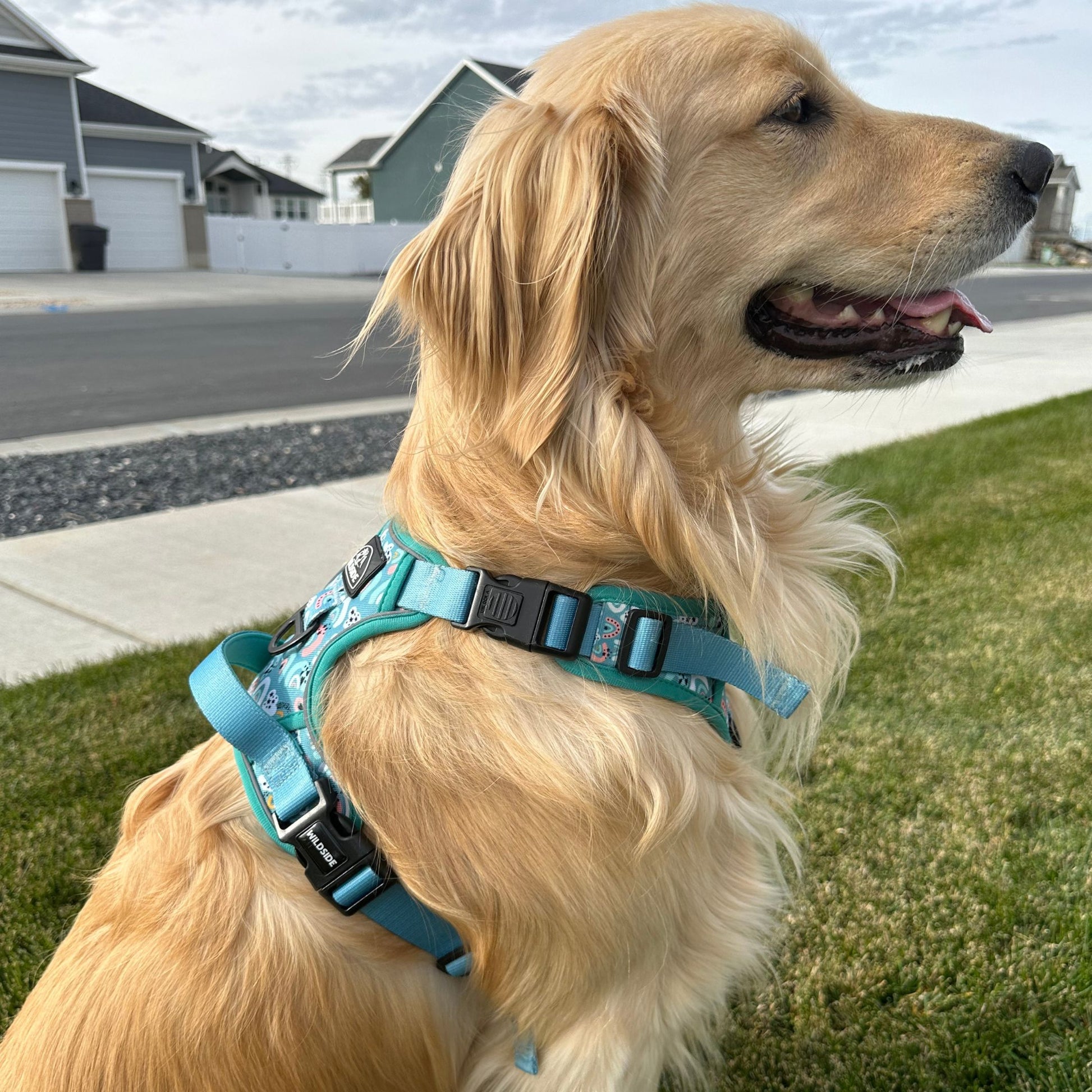 Teal Click N Go Dog Harness with rainbow accents on a Golden Retriever during a walk. front harness vs back harness. cute small dog harness cute dog collars for puppies cute step in dog harness cute dog harness set dog harness for big dogs cute dog harness for big dogs  dog harness training front harness vs back harness