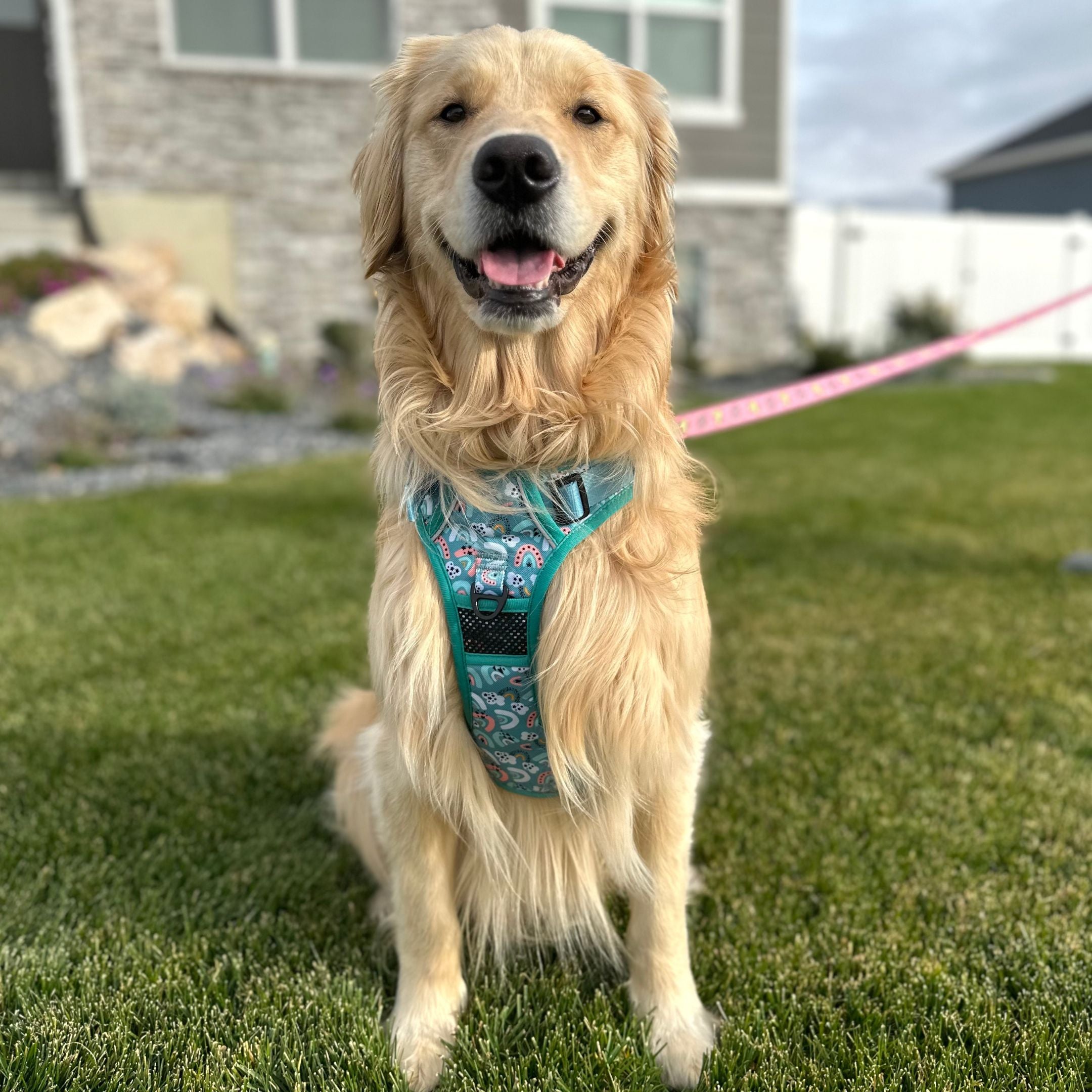 Pretty dog outlet leads