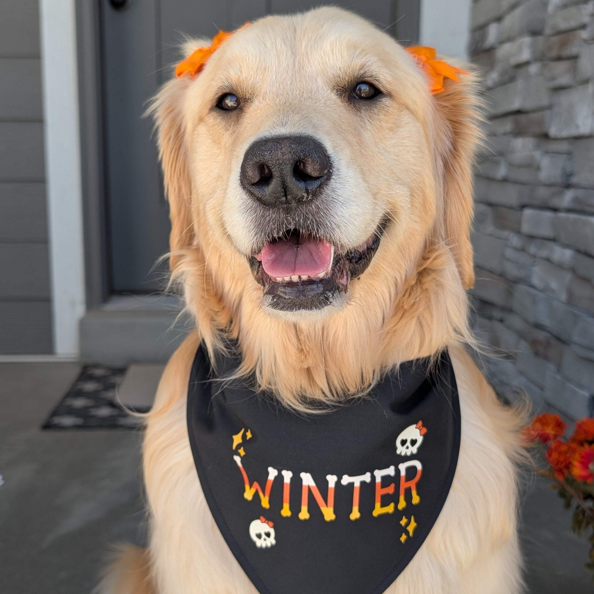 Dog wearing a black bandana with 'WINTER' on it, standing on a porch.