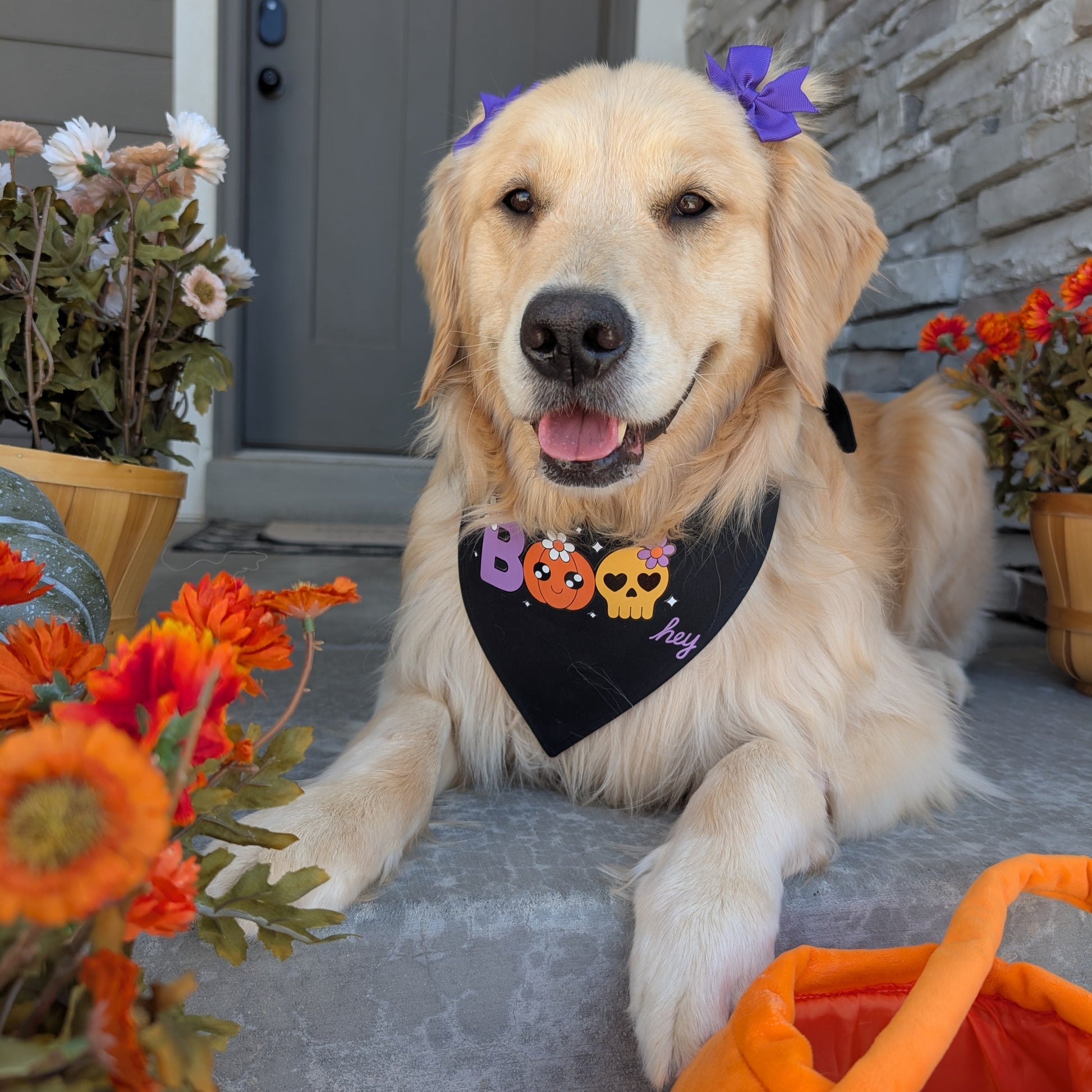 Dog wearing a Halloween-themed bandana sitting on a porch with flowers and an orange bag.