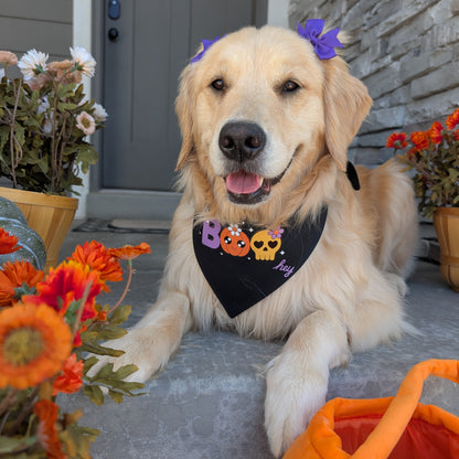 Dog wearing a Halloween-themed bandana sitting on a porch with flowers and an orange bag.