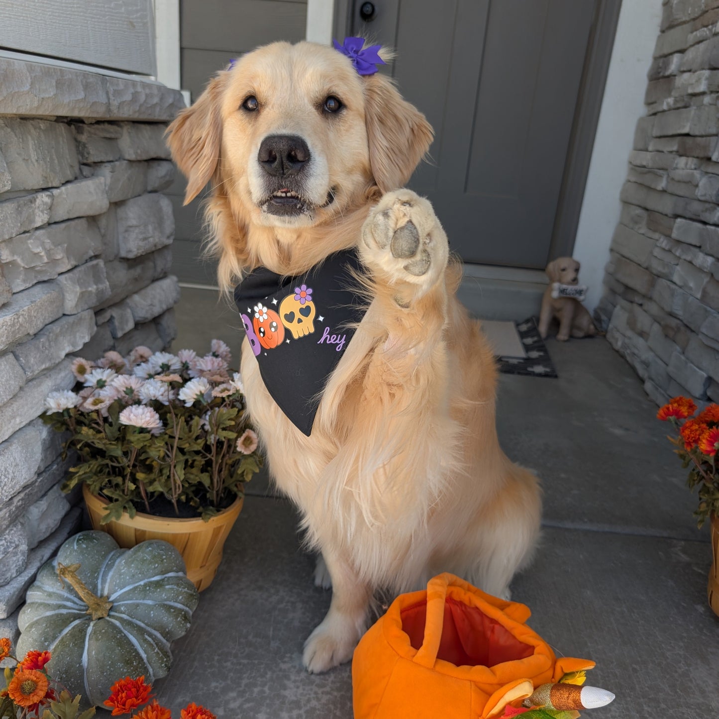 Dog wearing a Halloween-themed bandana on a porch with pumpkins and flowers.