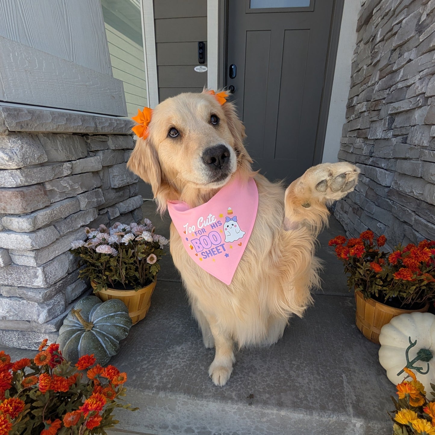 Dog on a porch with fall decorations and a stone wall background